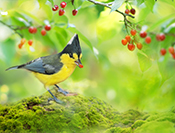 alt="Sue Hsu's photo"